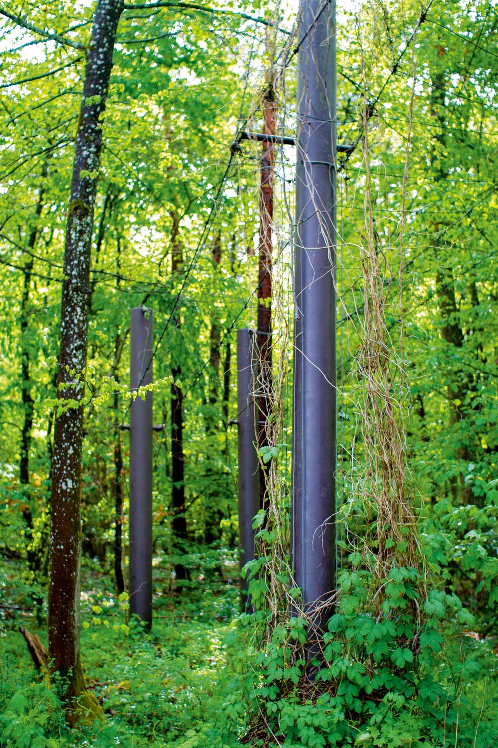Stangen und Brücke im Wald