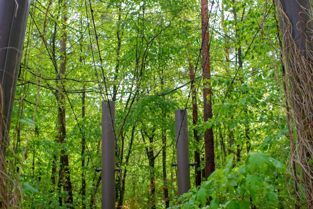 Hängeseilbrücke im Wald