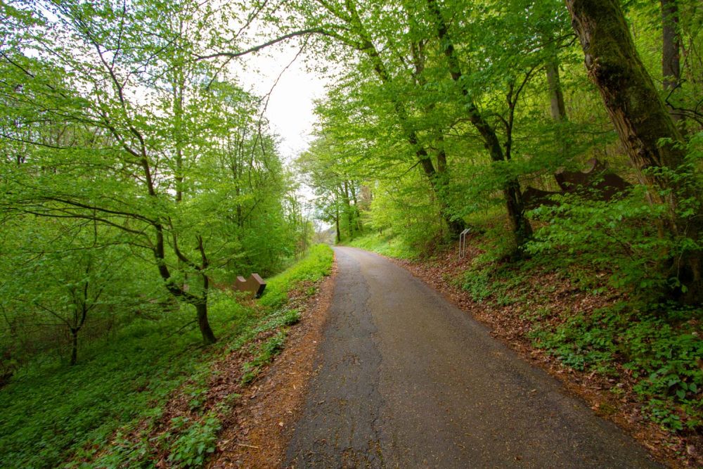 Wechselwild auf beiden seiten des Radwegs